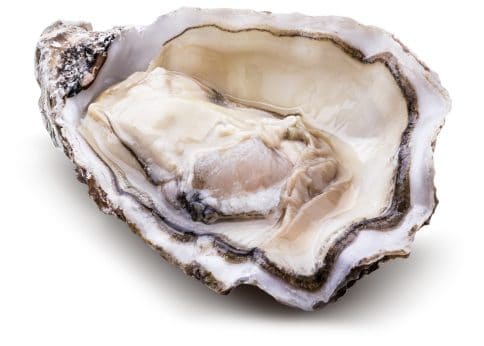 raw shucked oyster